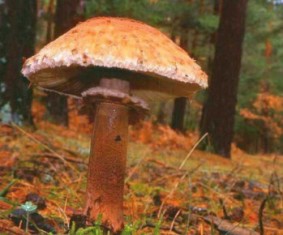 -  Macrolepiota rhacodes